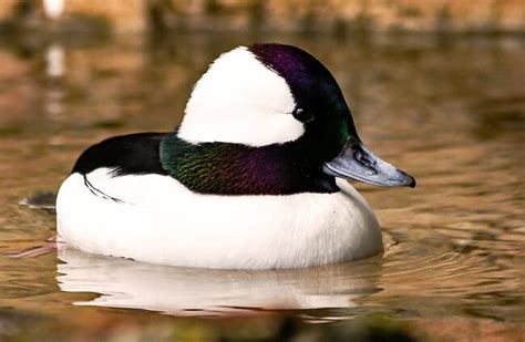 Bufflehead - Description, Habitat, Image, Diet, and Interesting Facts