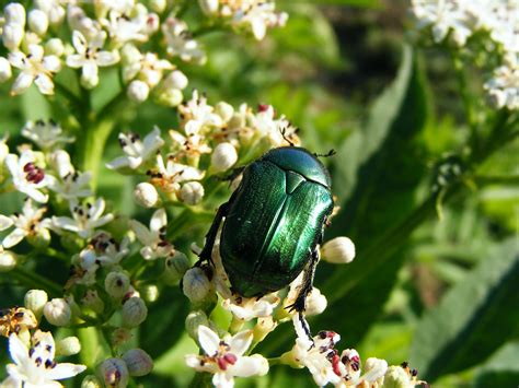 The Shiny Metallic Green Beetle: What Is It? - The Bug Agenda