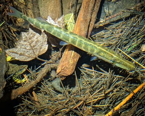 Chain pickerel - Facts, Diet, Habitat & Pictures on Animalia.bio