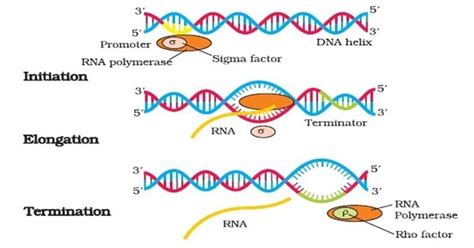 Prokaryotic Transcription- Enzymes, Steps, Significance - Microbiology Notes