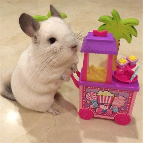 I've decided to have my own chinchilla business. I'm gonna sell popcorn ...