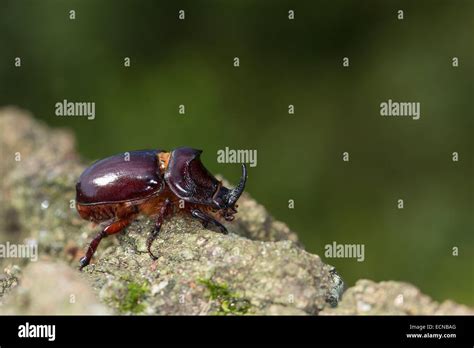 European rhinoceros beetle, Rhinoceros beetle, male, Nashornkäfer, Männchen, Nashorn-Käfer ...