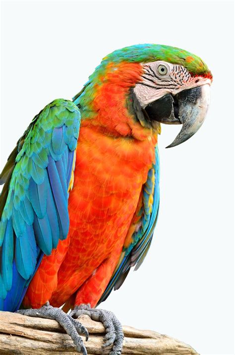 The Cuban Red #Macaw | Pet birds, Macaw parrot, Colorful birds