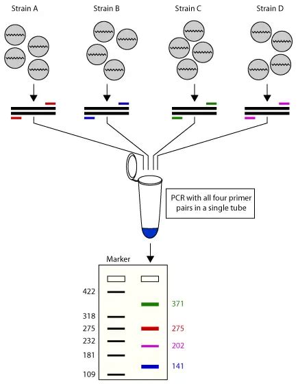 Multiplex PCR: Principle, Applications • Microbe Online