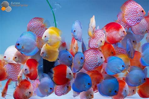 Discus Colors | Discus fish, Tropical fish aquarium, Tropical freshwater fish