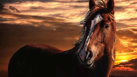 Brown Horse With White Mac Wallpaper Download | AllMacWallpaper