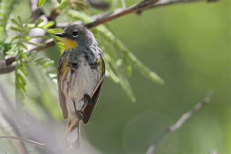 The Pursuit of Warblers: Arizona warblers...and the first Black and ...