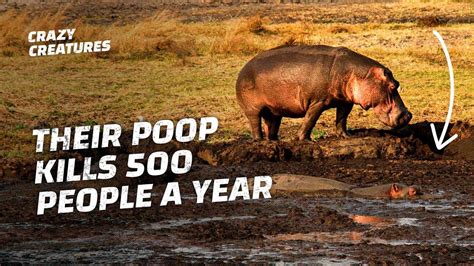 This is Why Hippos Have the Deadliest Poops in the World - YouTube