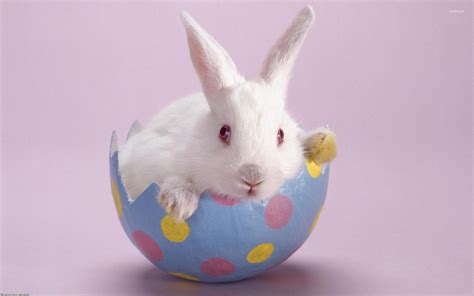 Easter Bunny And Egg Wallpapers - Wallpaper Cave