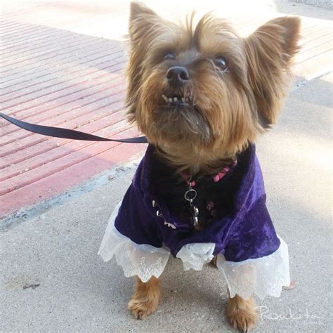 Prince Purple Rain Dog Costume Cute Animal Pictures, Cool Pictures ...