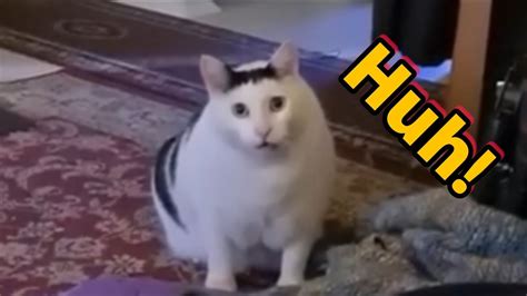 Cat saying Huh! - YouTube