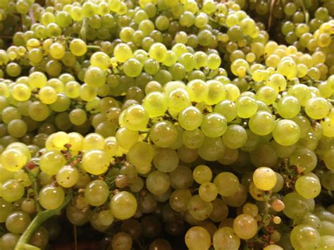 More Beautiful Chardonnay! | Chardonnay, Grapes, Harvest