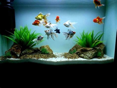 The 25+ best Goldfish aquarium ideas on Pinterest | Types of goldfish, Goldfish tank and Fish tank