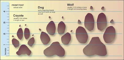 Whats The Difference Between Coyote And Dog Tracks