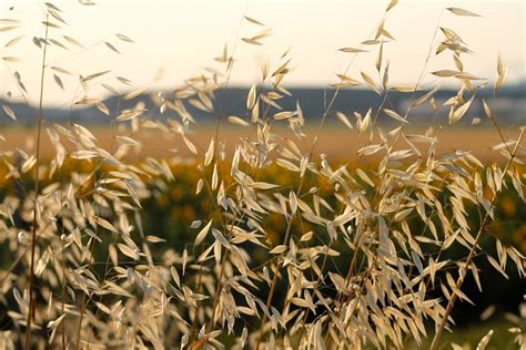 Sunflower Fields + Tuscany | Most Lovely Things