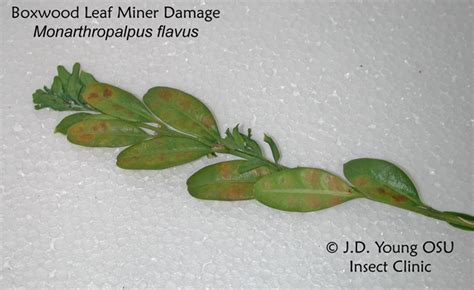 boxwood_leafminer_damage_whole_branch_jim_young.jpg | College of Agricultural Sciences