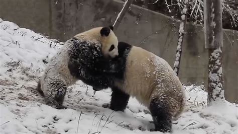 Giant pandas embrace the snow in Ya'an City - CGTN