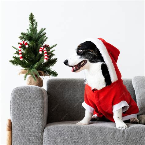 Free Photo | Cardigan welsh corgi wearing a christmas costume