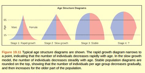 Solved: Figure 19.11 Age structure diagrams for rapidly growing, s... | Chegg.com