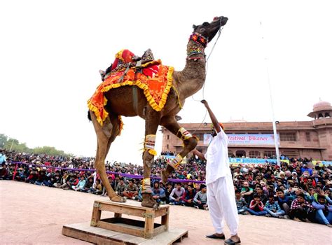 International Camel Festival