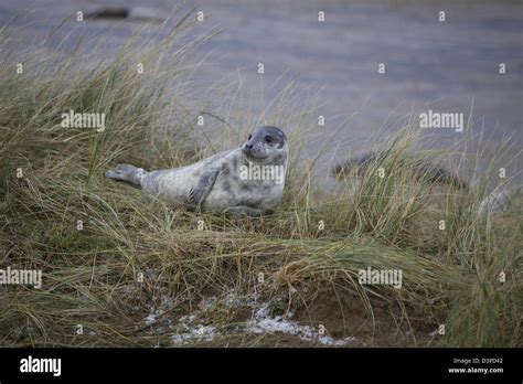 Seals at Donna Nook Lincolnshire Stock Photo - Alamy