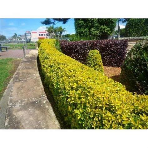 Golden Duranta Shrub at ₹ 8/piece | Shrub Plant in Gajraula | ID ...