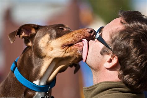 File:Licking dog.jpg - Wikimedia Commons