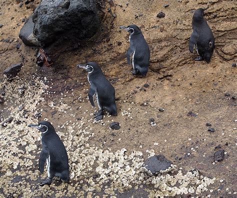 Weekly Science Quiz: The Galapagos Penguin