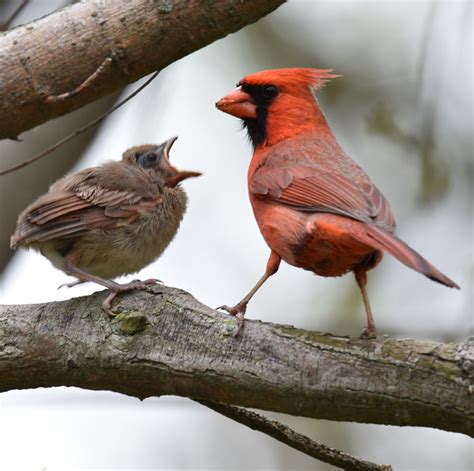 How Long Does It Take Northern Cardinals to Raise a Family? | Natural ...