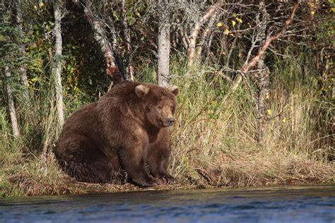 Just How Fat Are Alaska's Most Famous Fat Bears? - Atlas Obscura