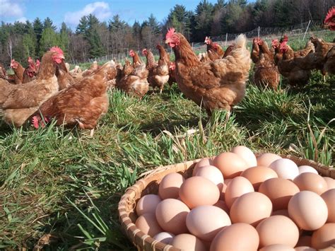 Scientists Announce Discovery Of Which Came First: The Chicken Or The Egg