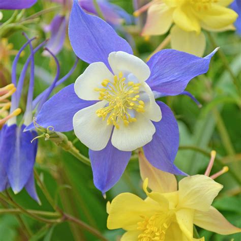 McKansas Giant Columbine Seeds - 500 Mg Packet ~400 Seeds - Bright Color Mix Perennial Flower ...