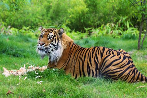 Feeding time at the modern zoo | Zoological Society of London (ZSL)