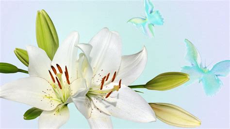 Lily Flower Meaning and Symbolism - What do lily colours mean