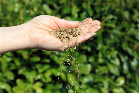 The ultimate guide to sowing grass seed | MOOWY