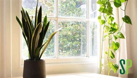 Snake Plant Light Requirements: Direct Sun, Low Light Or Bright Indirect Light? » Simplify Plants