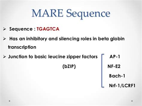 Beta Globin Gene Cluster