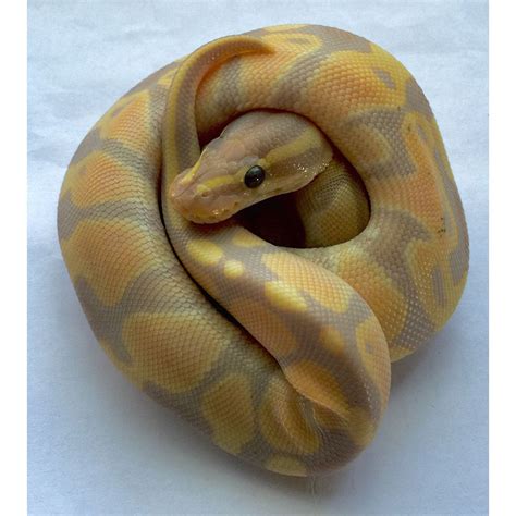 Banana Ball Pythons (Python regius)