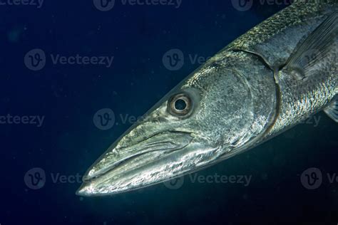 Barracuda Fish underwater 17233670 Stock Photo at Vecteezy