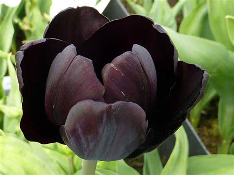 Black Tulips (Pictures, Gardening Tips, and Shopping Links)