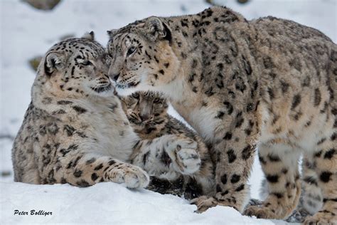 Photos of Snow Leopards in Zoos - Snow Leopard Trust