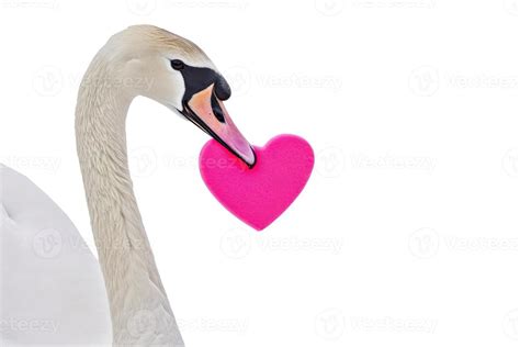 Swan Heart Stock Photos, Images and Backgrounds for Free Download