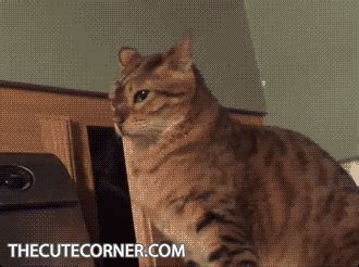 Funny Cat Gifs