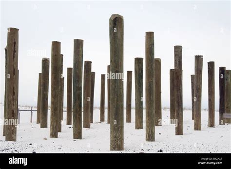 Wooden pilings for beach house to be built in a hurricane zone ...