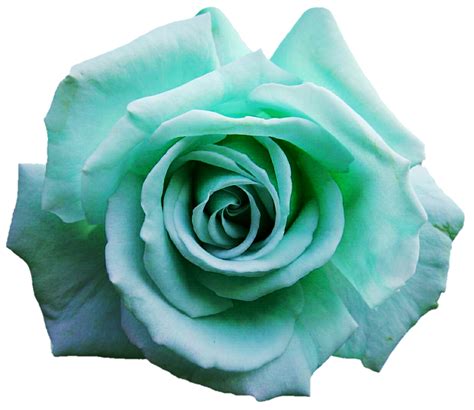 Teal Rose by jeanicebartzen27 on DeviantArt