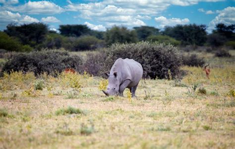 "Rhino Sanctuary" Images – Browse 433 Stock Photos, Vectors, and Video | Adobe Stock