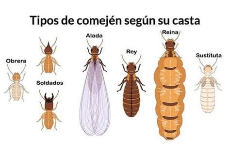 Cómo identificar los tipos de comején en Puerto Rico