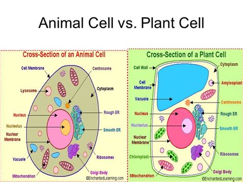 Animal Vs Plant Cell Diagram New Prokaryote Vs Eukaryote Ppt Video Online | Plant and animal ...