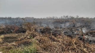 Kebakaran hutan: 'Kami adalah penjaga hutan Kalimantan' - Kisah para perempuan 'penakluk api ...