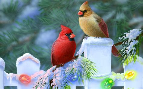 Widescreen Winter Bird Wallpaper - WallpaperSafari